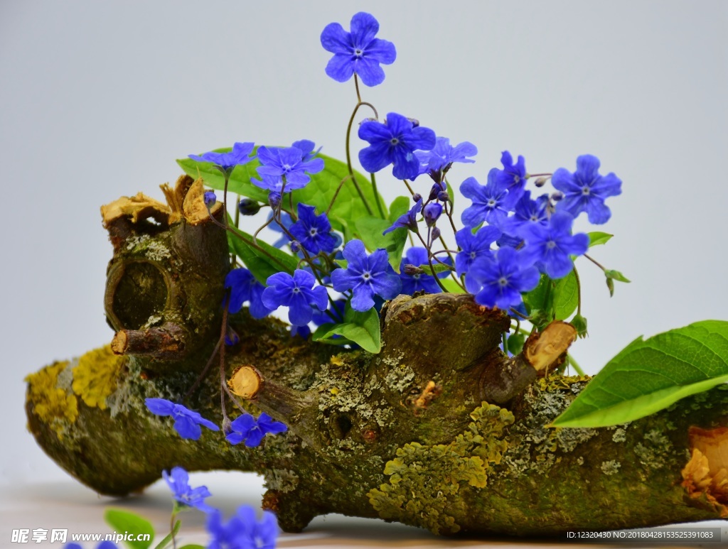青色小花
