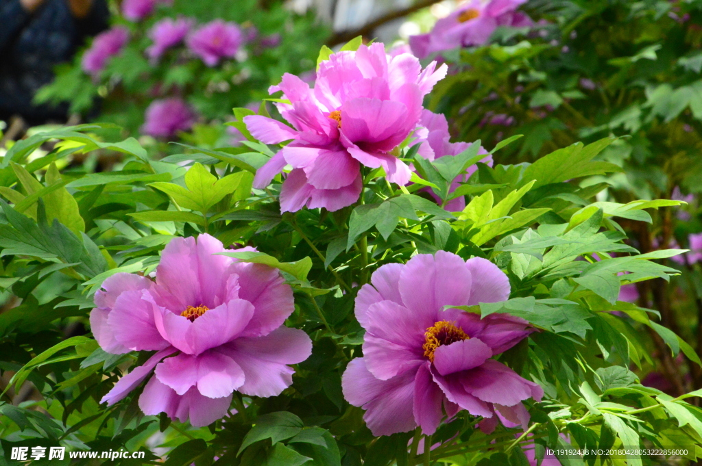 牡丹花
