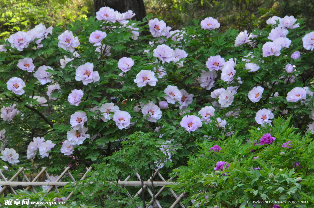 牡丹花