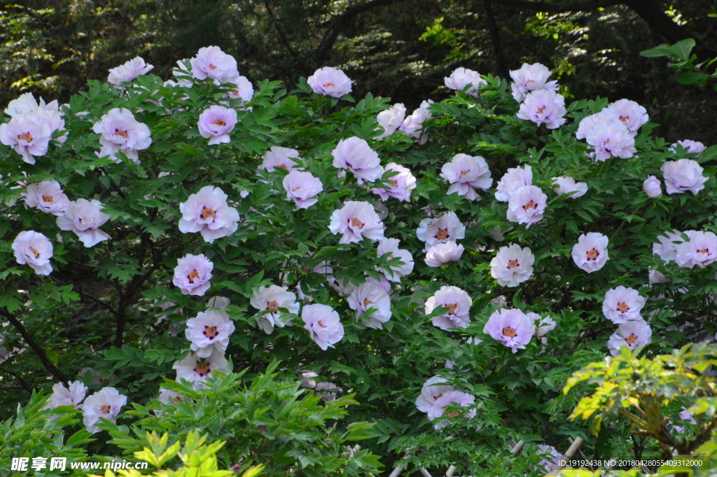 牡丹花
