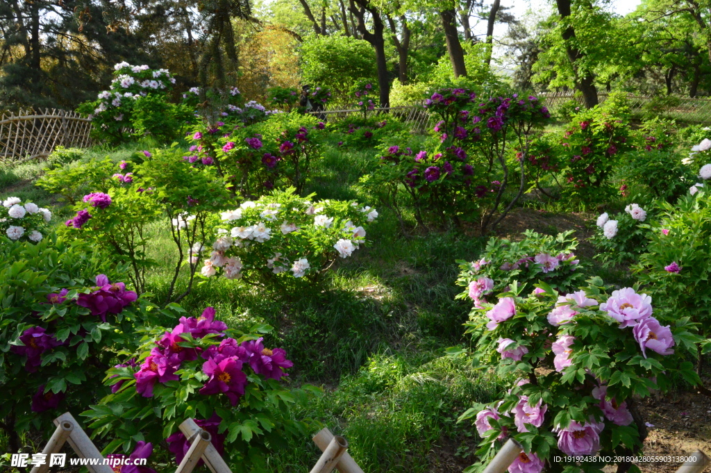 牡丹花