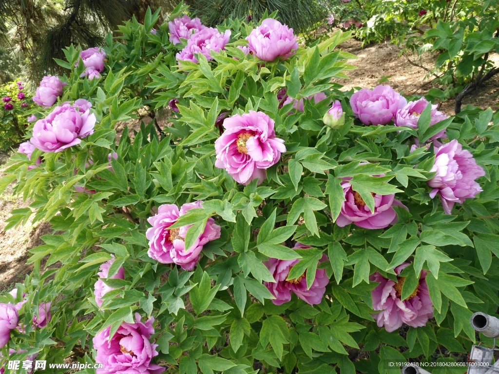 牡丹花