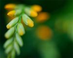 绿色唯美背景 绿色清新底图