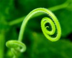 绿色唯美背景 绿色清新底图