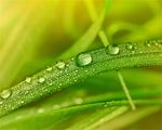 绿色唯美背景 绿色清新底图