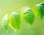 绿色唯美背景 绿色清新底图
