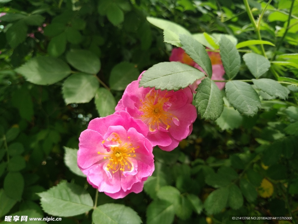 茶花