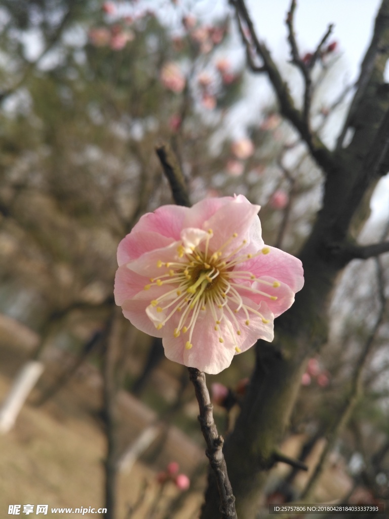 花 植物 花朵 花卉 盛开 开