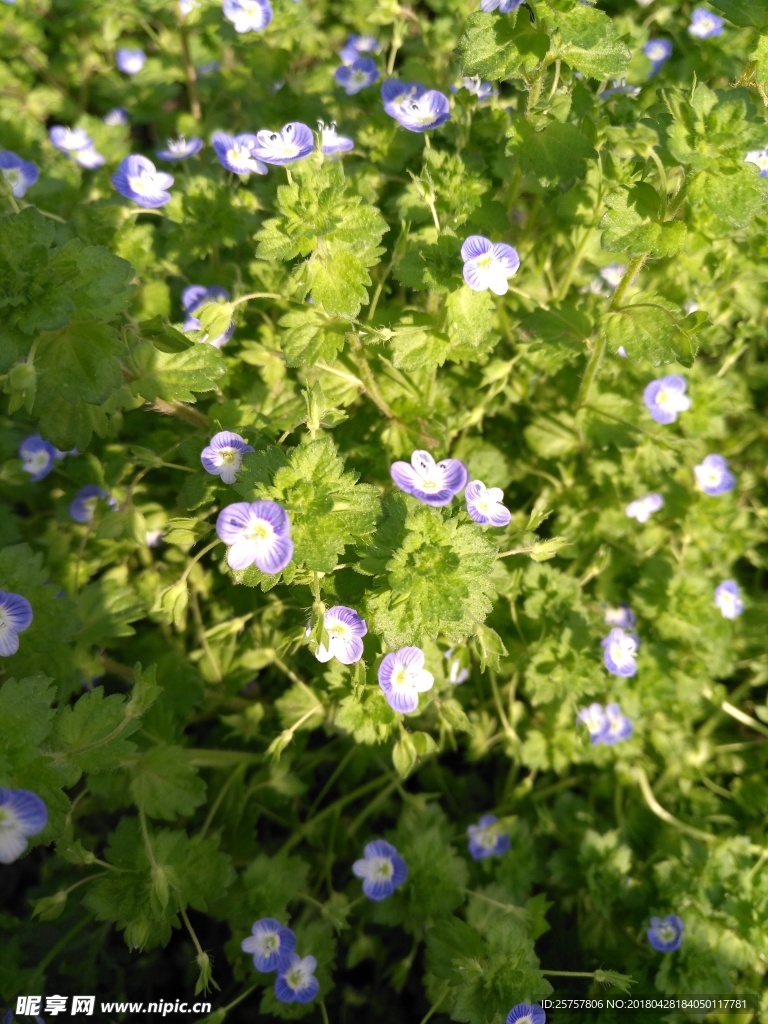 花 植物 花朵 花卉 盛开