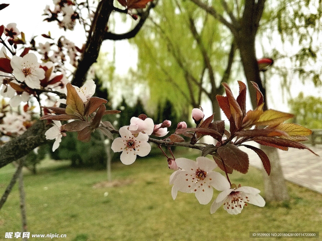 梨花