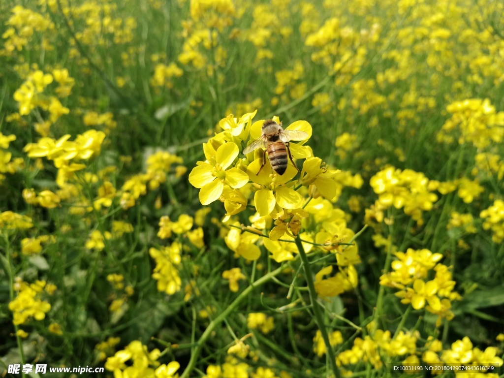油菜花