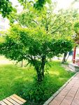绿树