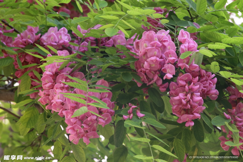 紫槐花
