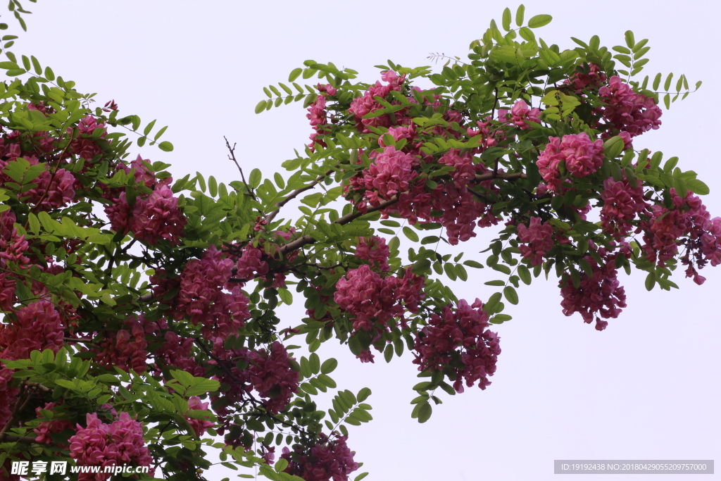 紫槐花