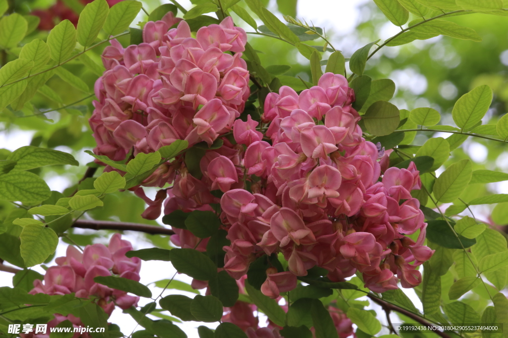 紫槐花