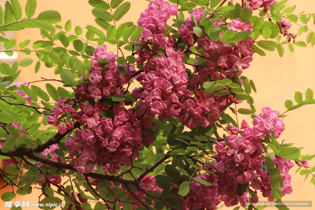 紫槐花