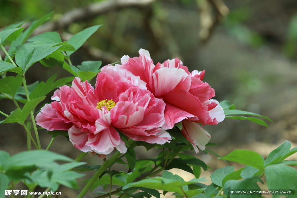 牡丹花