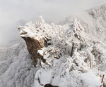 伏牛瑞雪