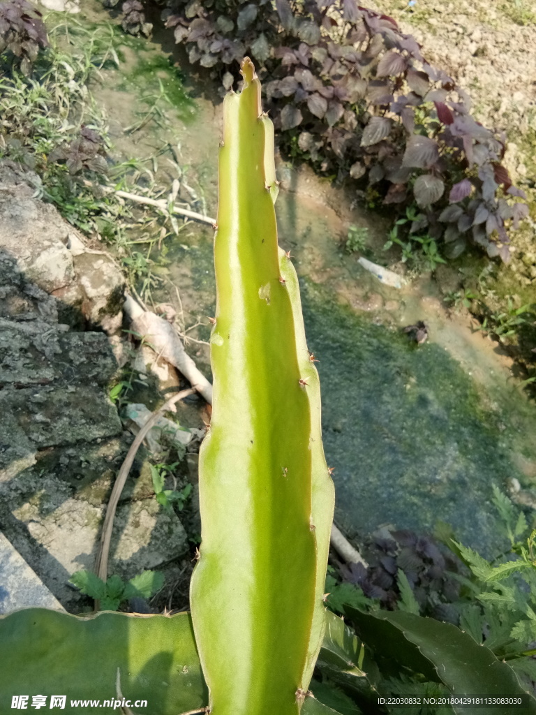 火龙果