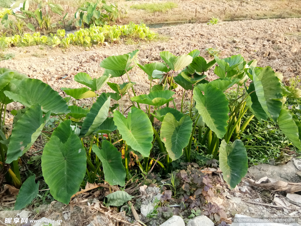 香芋