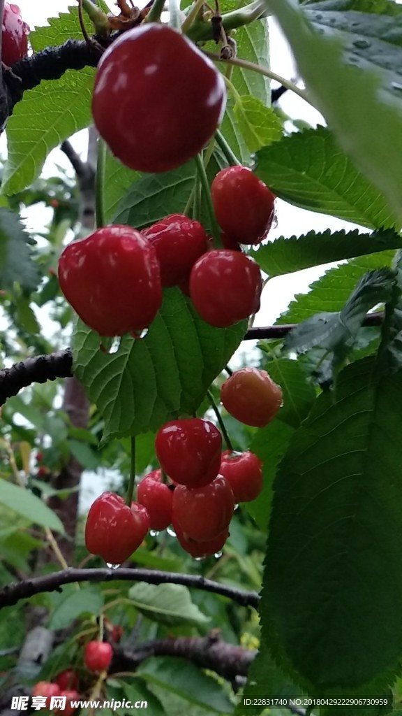 樱桃