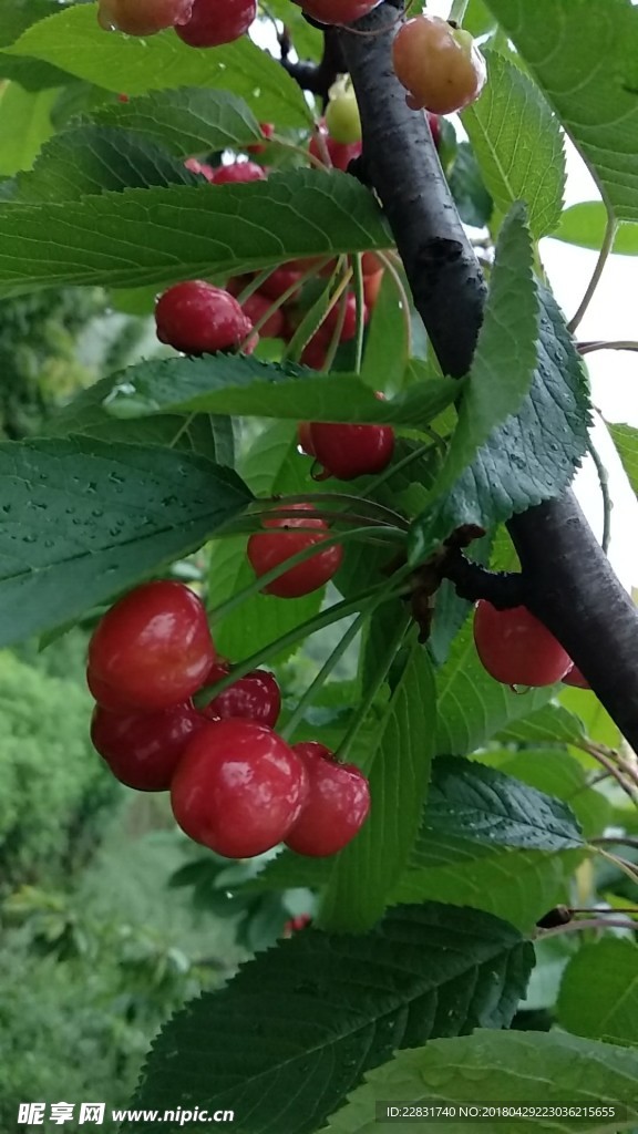 樱桃