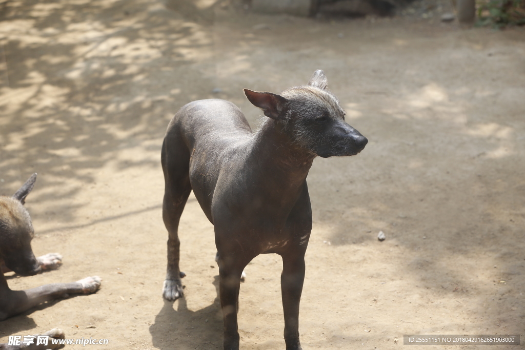 墨西哥无毛犬