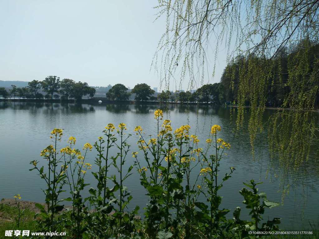 油菜花