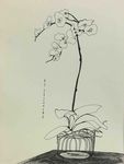 花绘素描 花插图