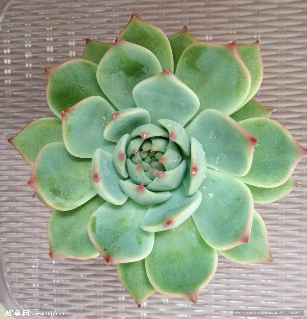 多肉植物