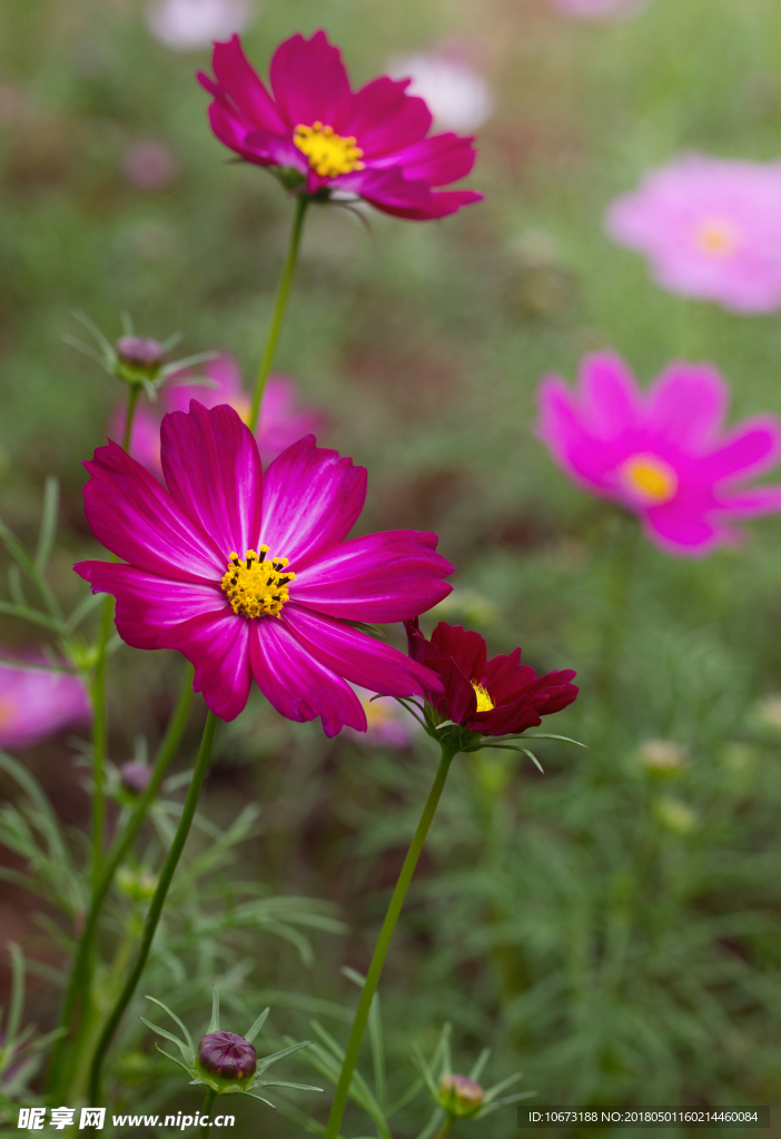 花