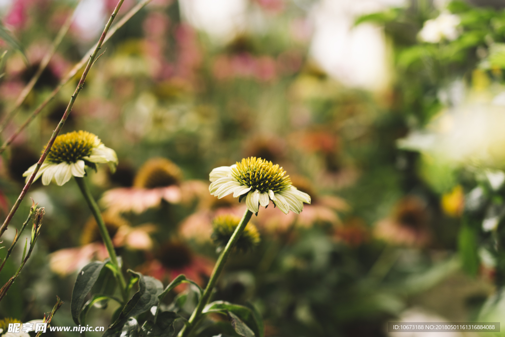 花