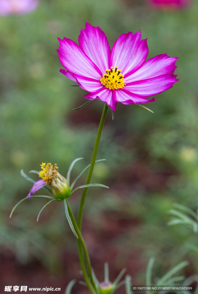 花