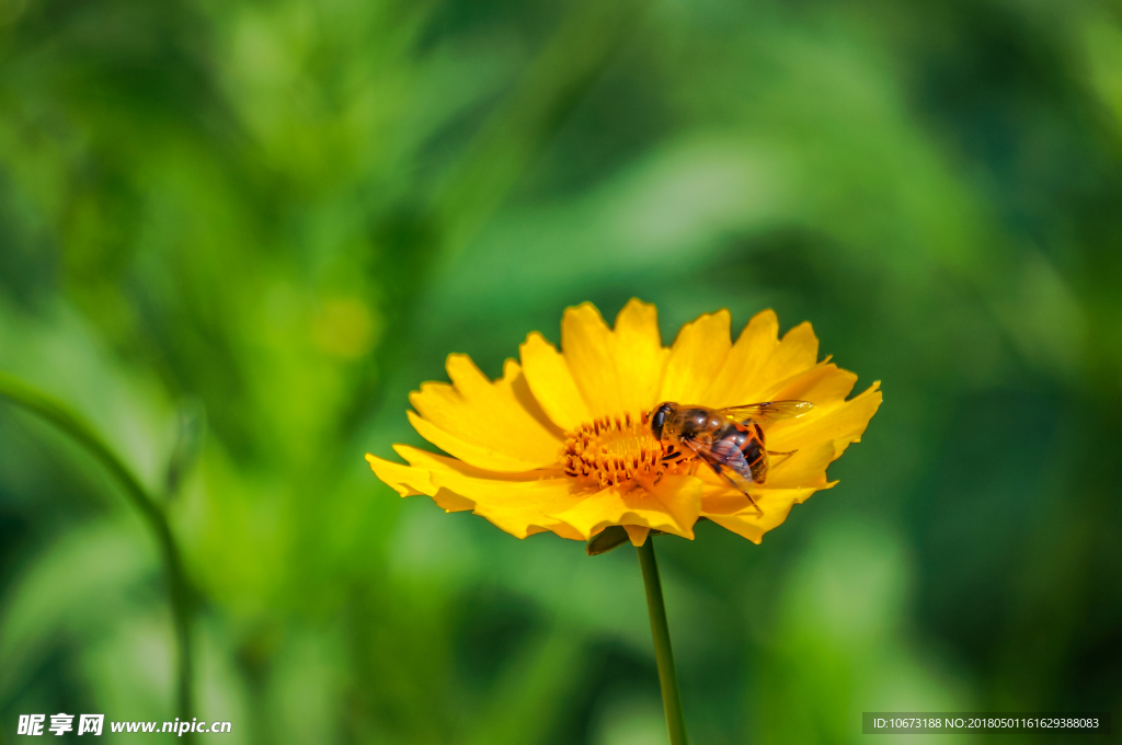 花