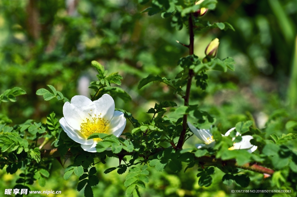 花