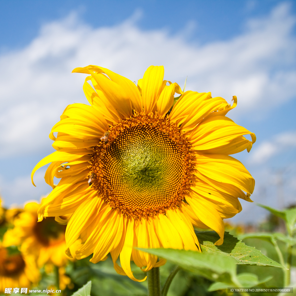 花