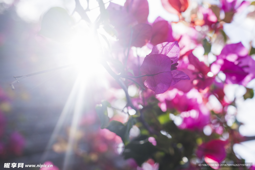 花