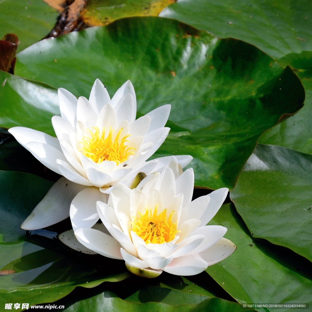 花