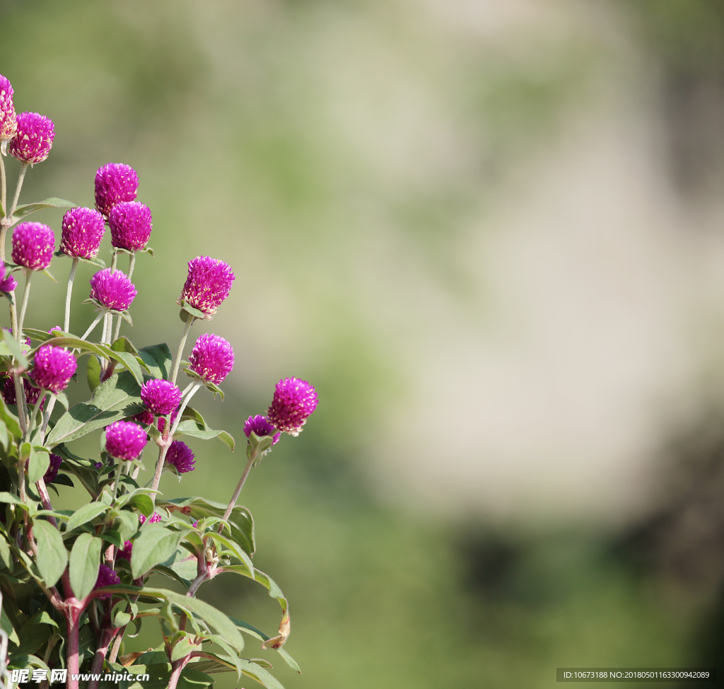 花