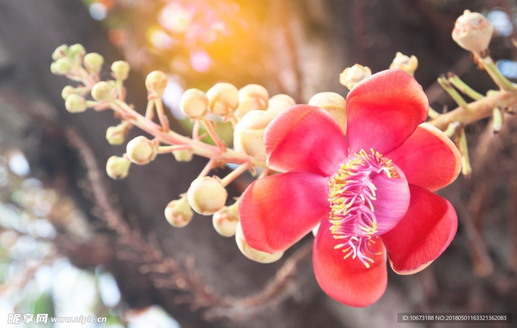花