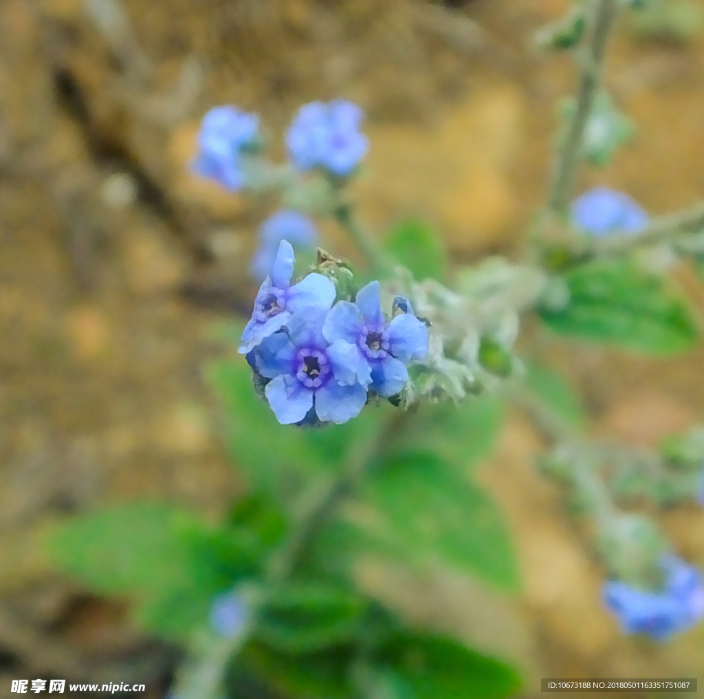 花