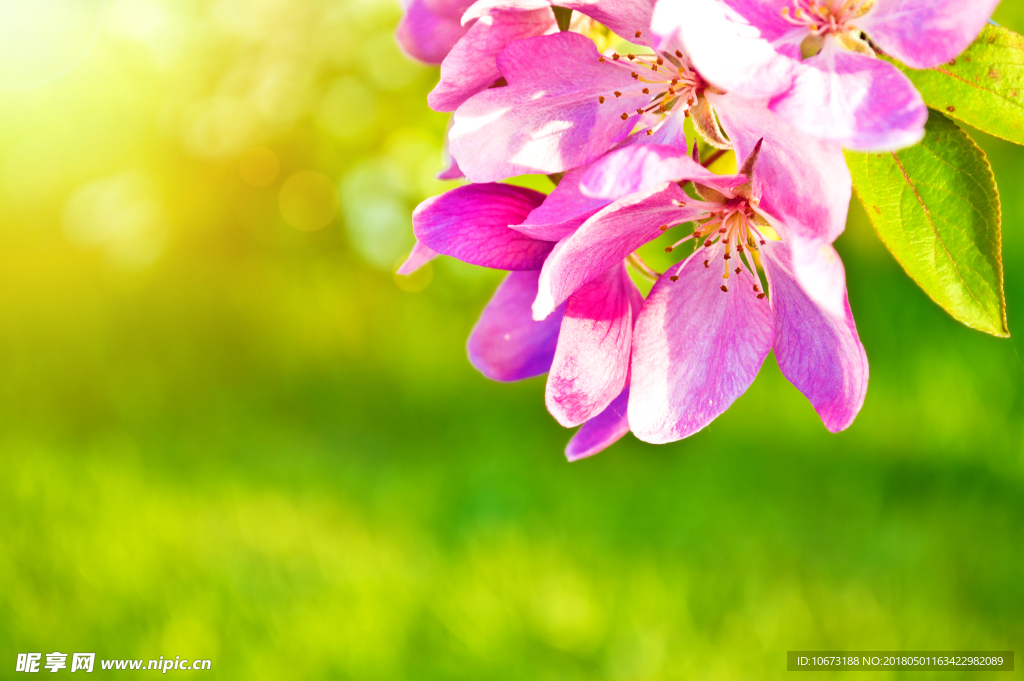 花