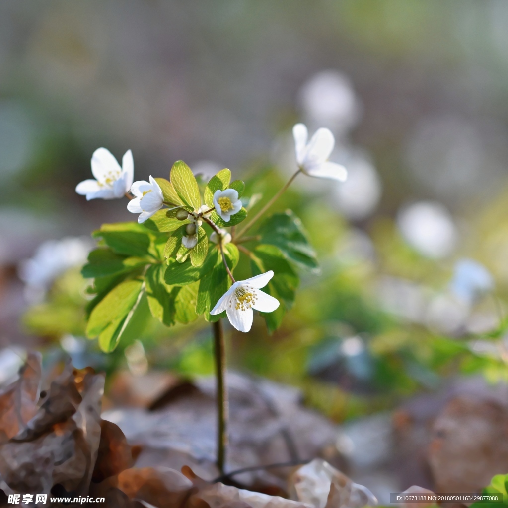 花