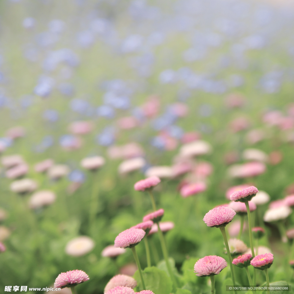 花摄影图__花草_生物世界_摄影图库_昵图网