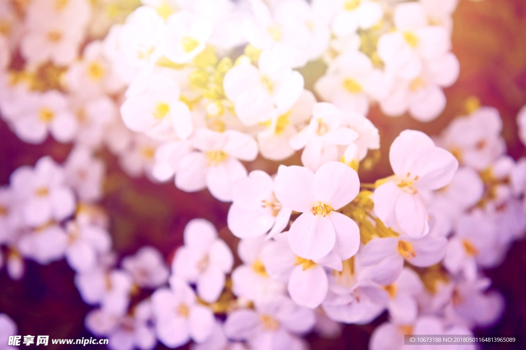 花