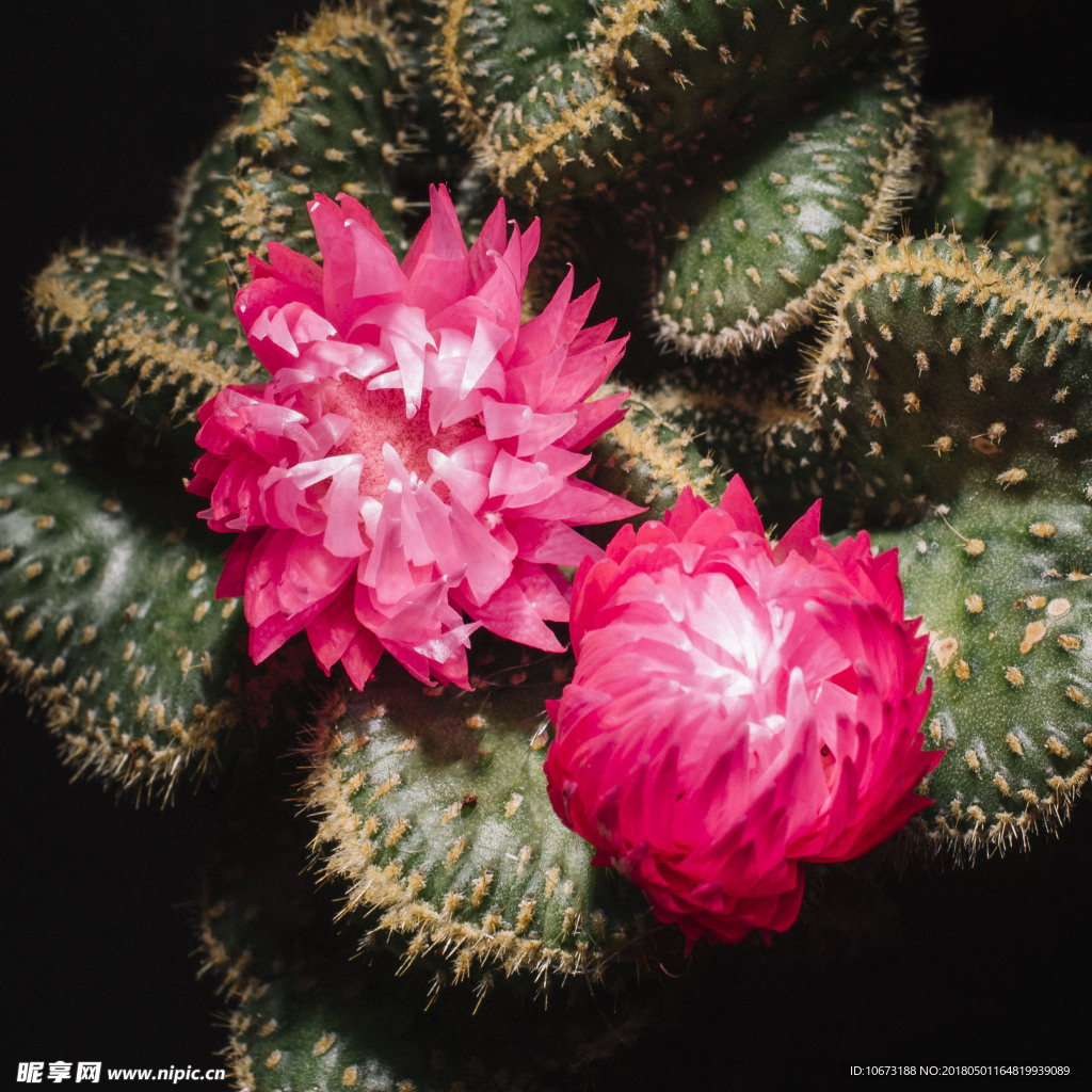 花