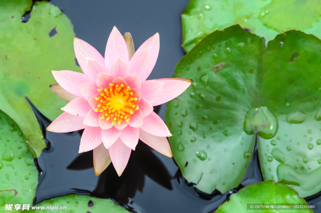 花