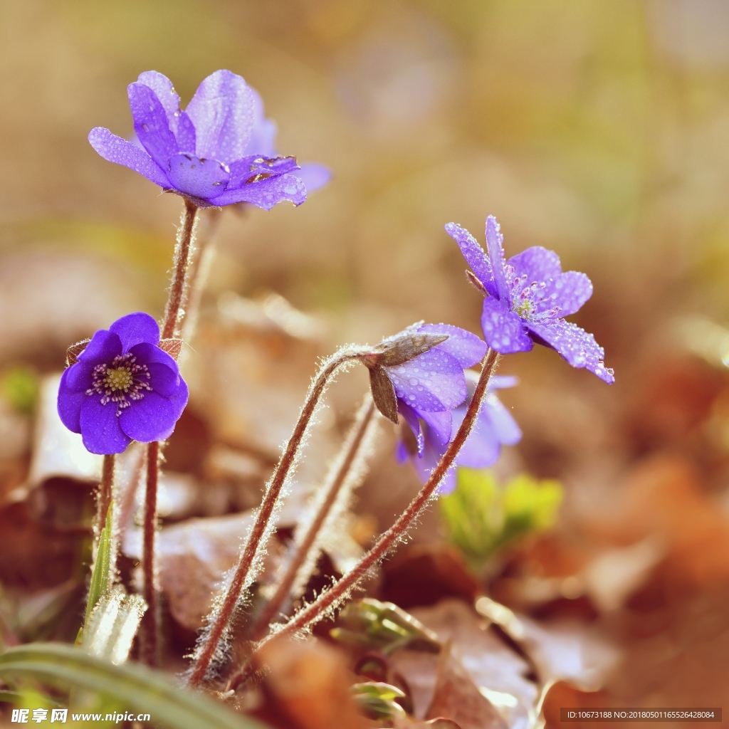 花
