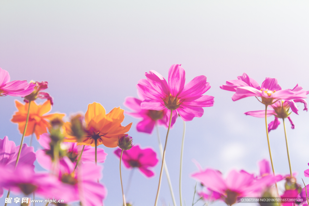 花