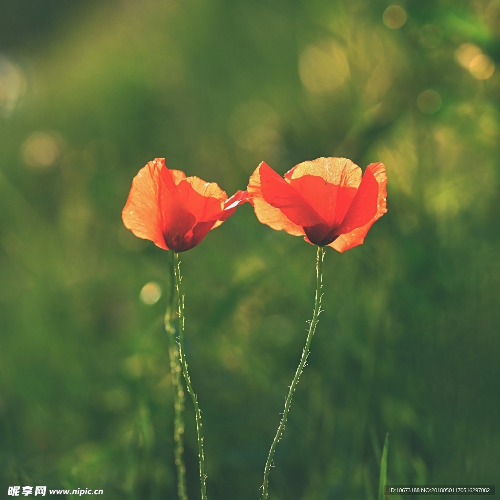 花